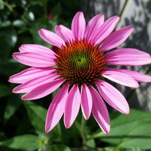 Meet your Posher, Toni