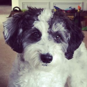 Meet your Posher, Gretchen