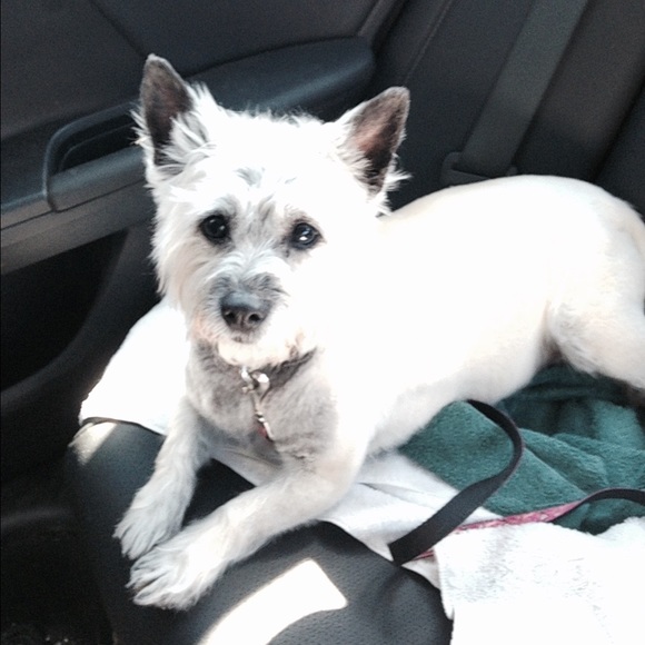 Hi I’m Wendy. 🐴🐶🐱👜👠💍👕👖👚 - Picture 10 of 12