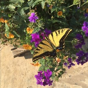 Meet your Posher, Monique