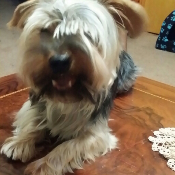 Meet your Posher, Amy - Picture 2 of 4