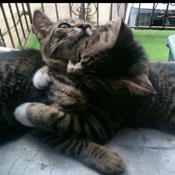 Meet your Posher, Amy - Picture 3 of 4