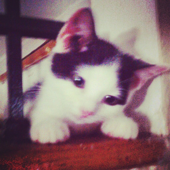 Meet your Posher, Amy - Picture 4 of 4