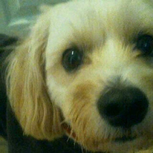 Meet your Posher, Monica - Picture 2 of 4