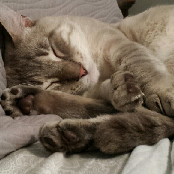 Meet your Posher, Monica - Picture 4 of 4