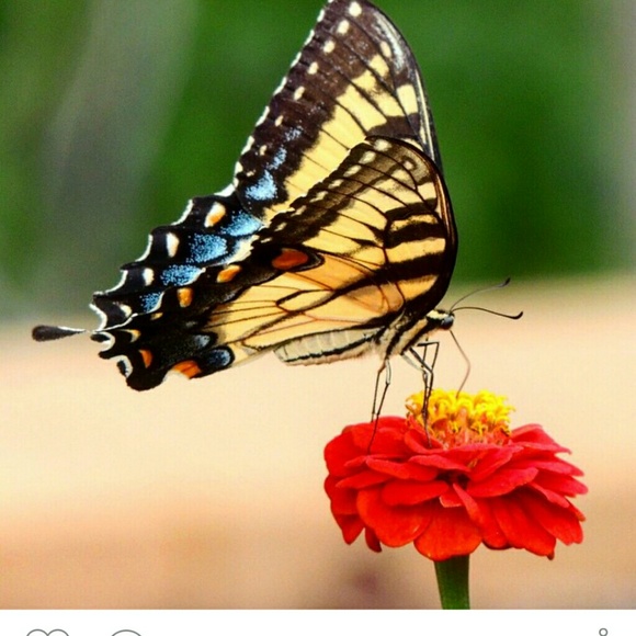 Meet your Posher, Penni - Picture 1 of 1