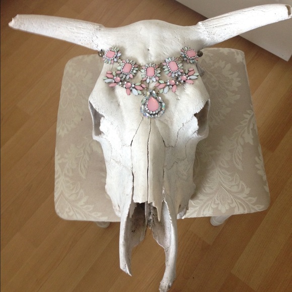 << Cow Steer Skull >>