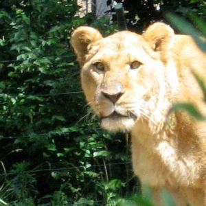 Meet your Posher, Joy