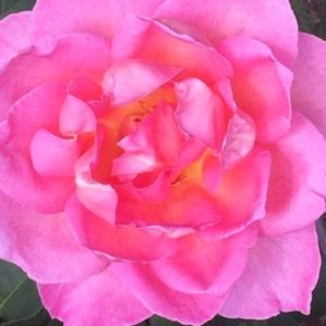 Meet your Posher, Gabrielle