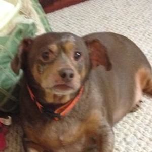 Meet your Posher, Dora