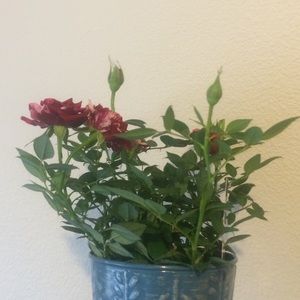 Meet your Posher, Petite Teen / Children