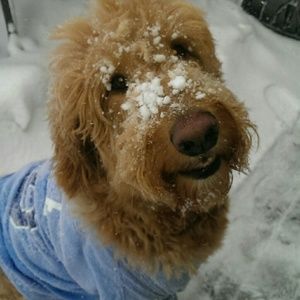 Meet your Posher, Lyle