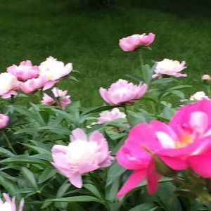 Meet your Posher, Robin