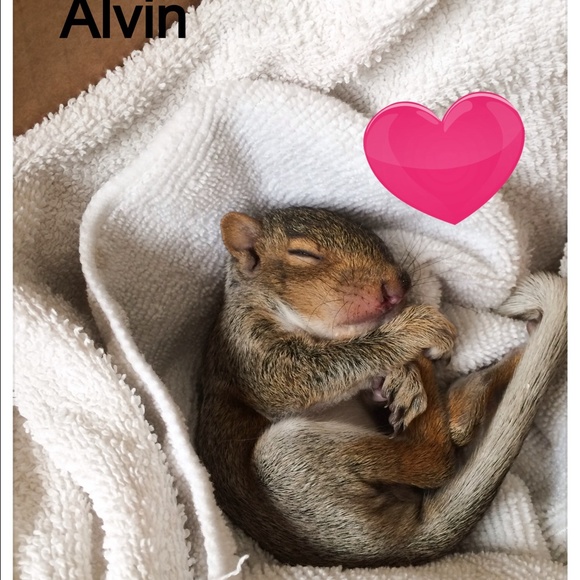 Meet your Posher, Tippy - Picture 2 of 4