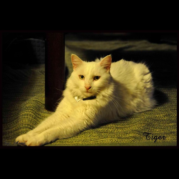 Meet your Posher, Tippy - Picture 3 of 4