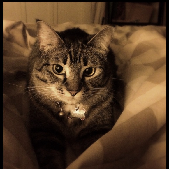 Meet your Posher, Tippy - Picture 4 of 4