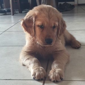 Meet your Posher, Melody