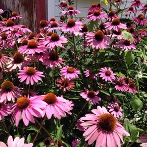 Meet your Posher, Halee