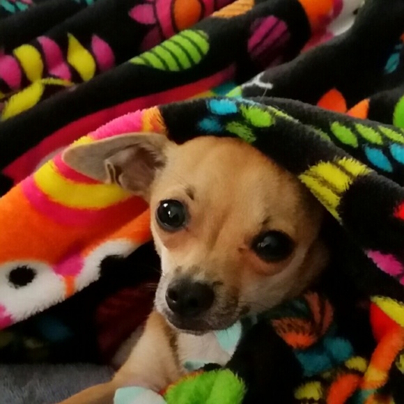 Meet your Posher, Stephanie - Picture 2 of 2