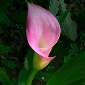 Meet your Posher, Mandi