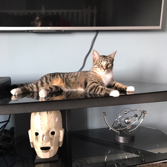 Meet your Posher, Antonio - Picture 2 of 2