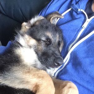 Meet your Posher, Dylan