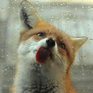 Meet your Posher, Liz