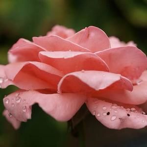 Meet your Posher, Marta