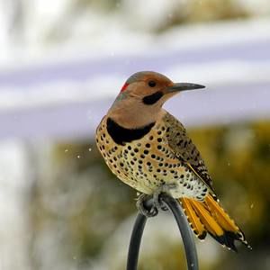 Meet your Posher, Judith