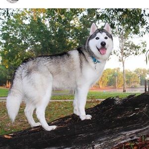 Meet your Posher, Ayo