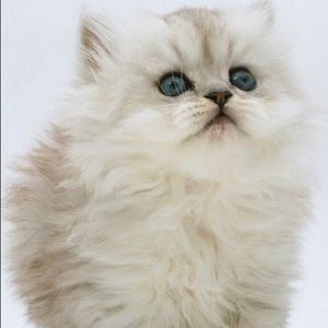 Meet your Posher, Rita