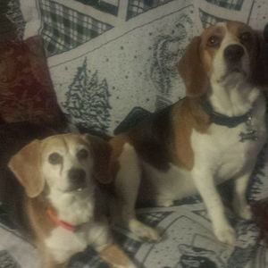 Meet your Posher, Renee