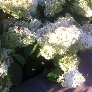 Meet your Posher, Chelsea