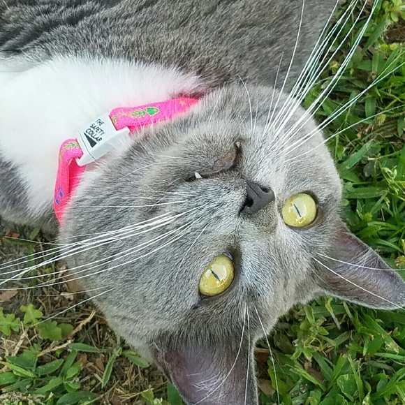 Meet your Posher, Kieara - Picture 2 of 2