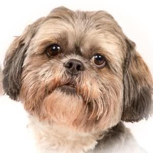 Meet your Posher, Rita