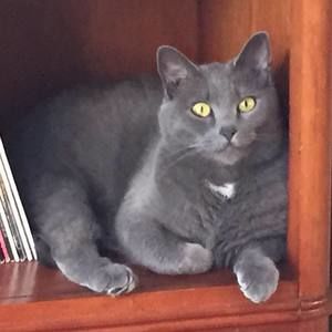 Meet your Posher, Susan