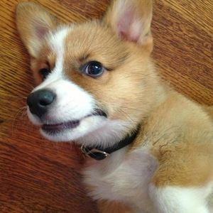 Meet your Posher, Jen