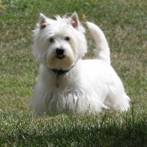 Meet your Posher, Forrest