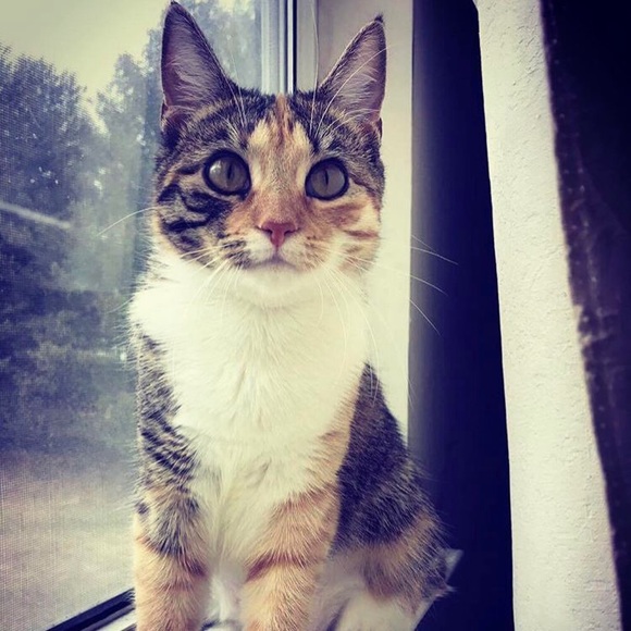 Meet your Posher, Alyssa - Picture 3 of 3