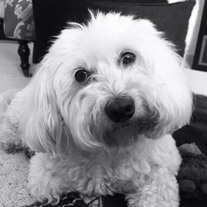 Meet your Posher, Carrie