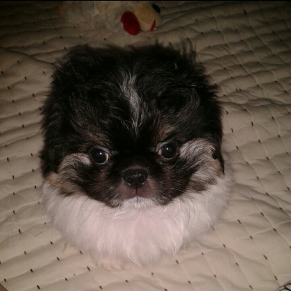 PUPPY LOVE