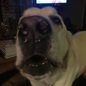 Meet your Posher, Brook