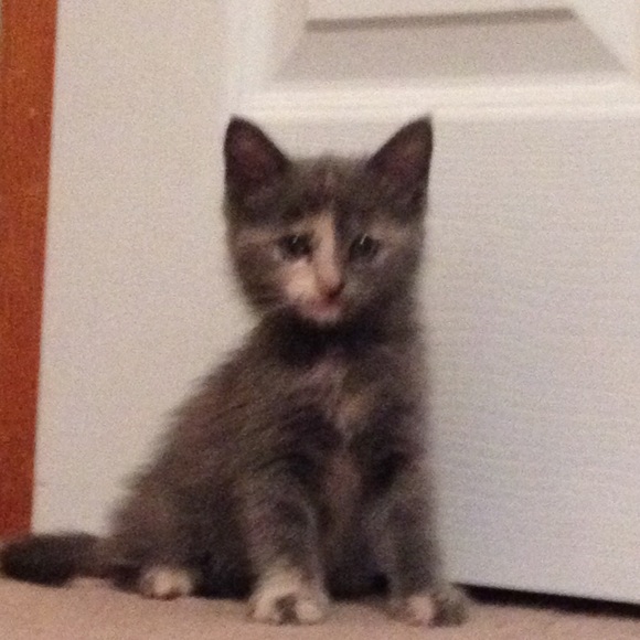 Meet your Posher, Elizabeth - Picture 1 of 1