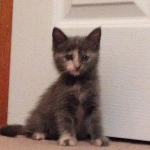 Meet your Posher, Elizabeth