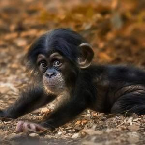 Meet your Posher, Dee