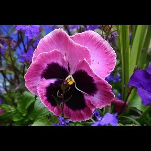 Meet your Posher, Pam