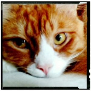 Meet your Posher, Joanne