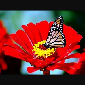 Meet your Posher, Dana