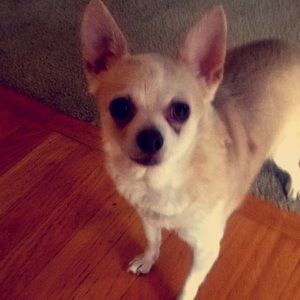 Meet your Posher, Dakota