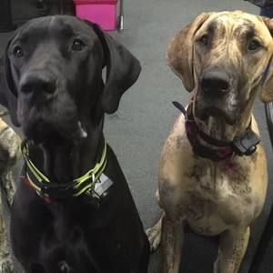 Meet your Posher, Amber